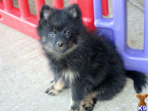 Pomeranian Puppies
