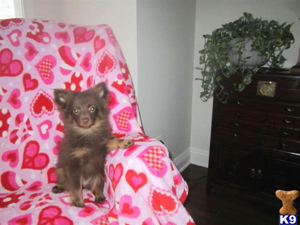 Pomeranian Puppies