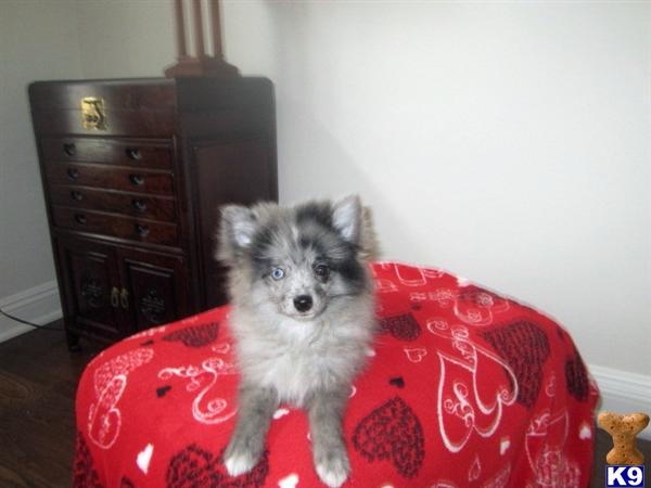 Pomeranian Puppies