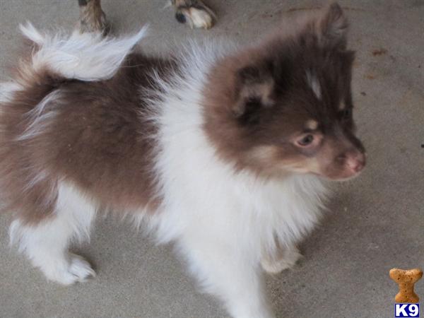 Pomeranian Puppies