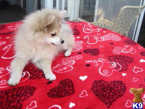 Pomeranian Puppies