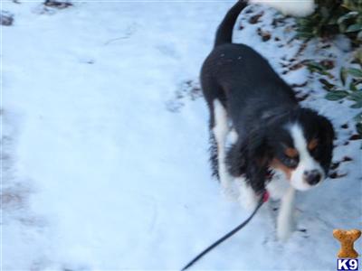 Stud Dogs - Cavalier King Charles Spaniel