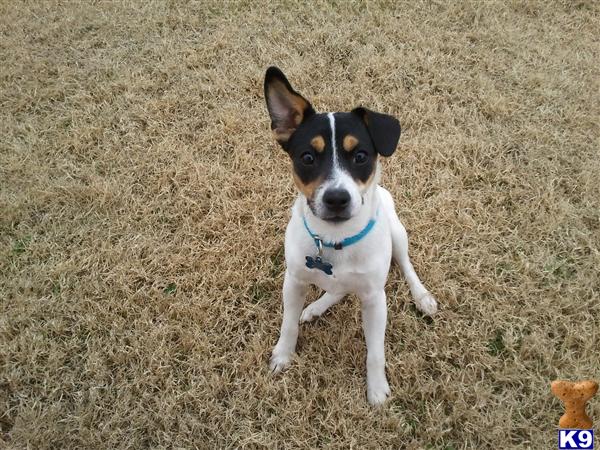 Jack Russell Terrier Puppies