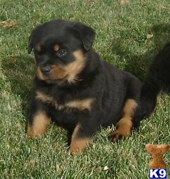 Puppies in UT