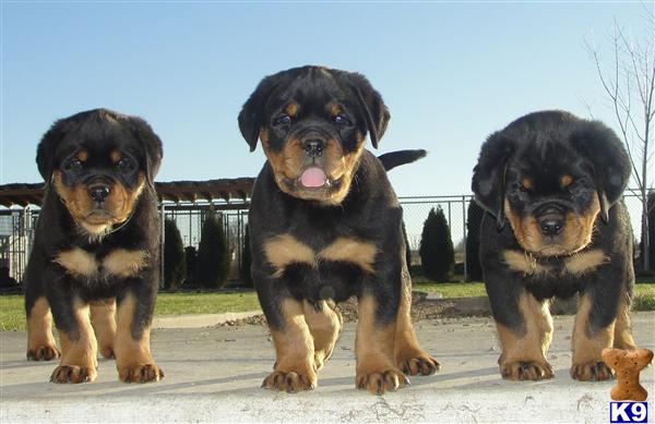 Rottweiler Puppies