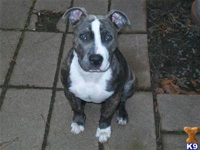 Dogs for Sale in NJ