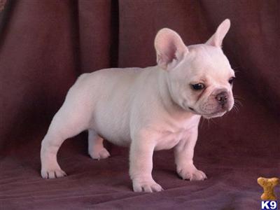 French Bulldog Puppies in TX