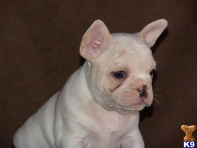 Puppies for Sale