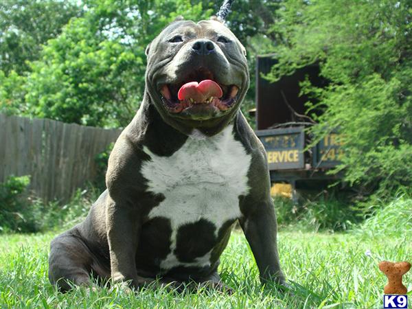 American Pit Bull Puppies in TX