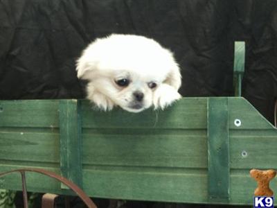 Puppies in IN