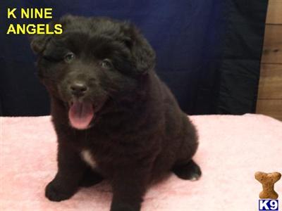 Puppies in IN