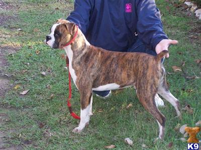 Dogs for Sale in TX