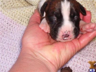 Boxer Puppies in TX