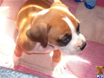 Boxer Puppies in TX