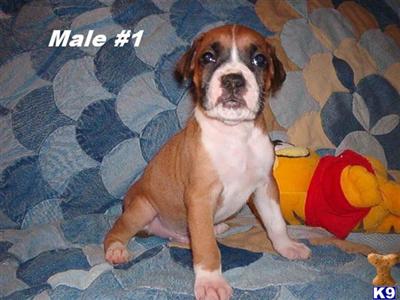 Boxer Puppies in TX