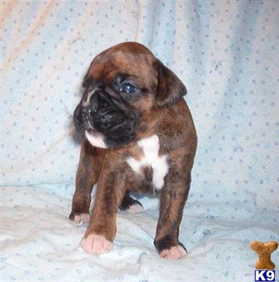 Boxer Puppies for Sale