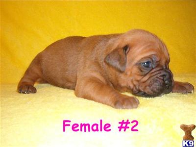 Bullmastiff Puppies for Sale
