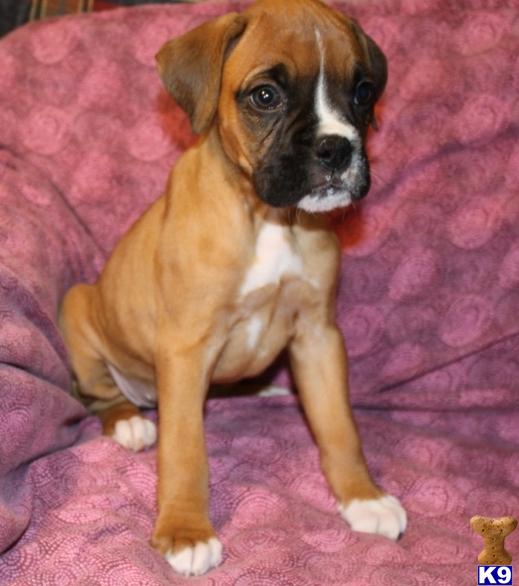 Boxer Puppies in TX