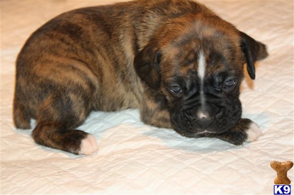 boxer puppies for sale tx document moved boxer puppies for sale tx document moved
