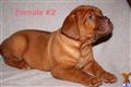 Dogue De Bordeaux