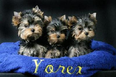 Rescue Dogs