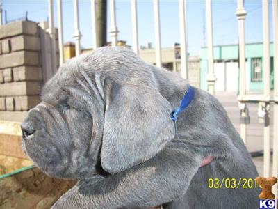 Neapolitan Mastiff Puppies