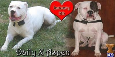 American Bulldog Puppies in OH