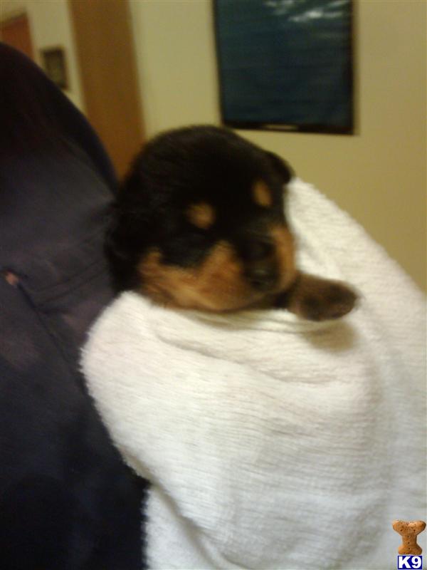 Puppies in Chico