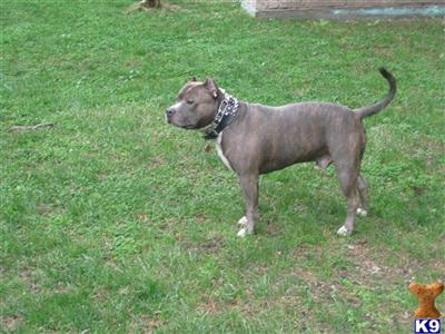 Stud Dogs in NY