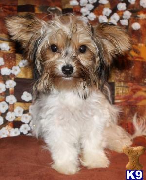 Biewer Yorkshire Terriers Puppies for Sale