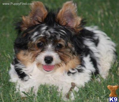 Puppies in AR