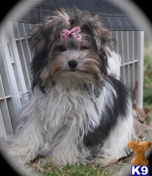 Biewer Yorkshire Terriers Puppies