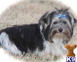 Biewer Yorkshire Terriers Puppies
