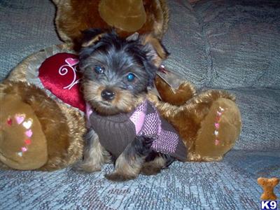 Puppies in IL