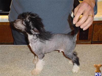 Chinese Crested Puppies for Sale