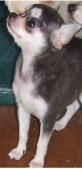 Dogs - Chihuahua