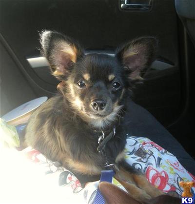 Dogs - Chihuahua