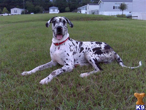 Stud Dogs in AL