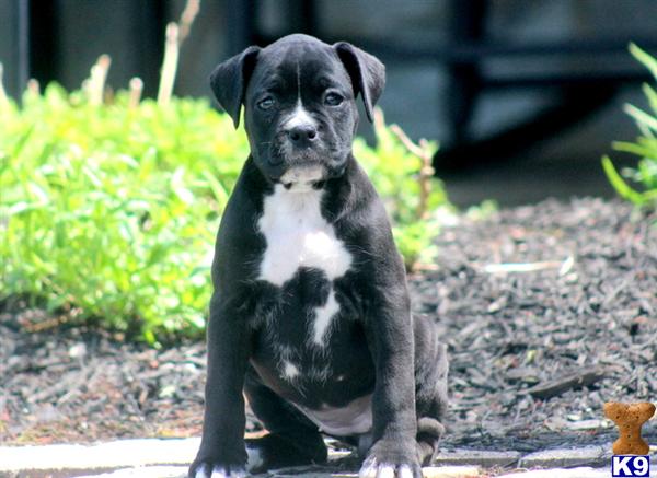 Puppies in PA