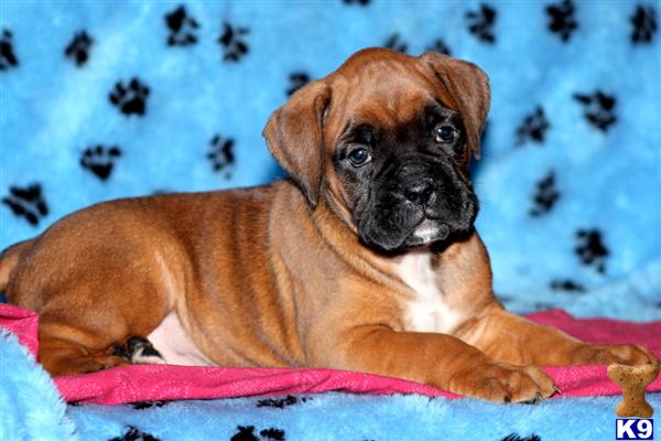 Puppies in PA