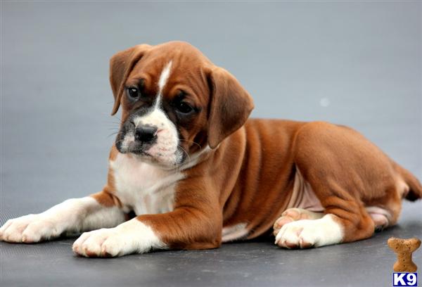 Puppies in PA