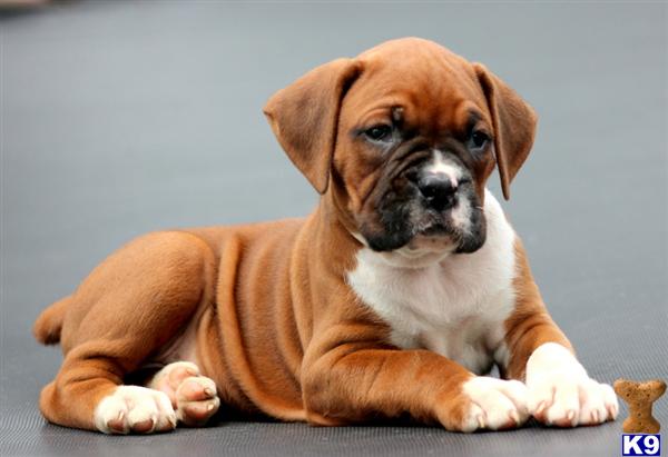 Puppies in PA