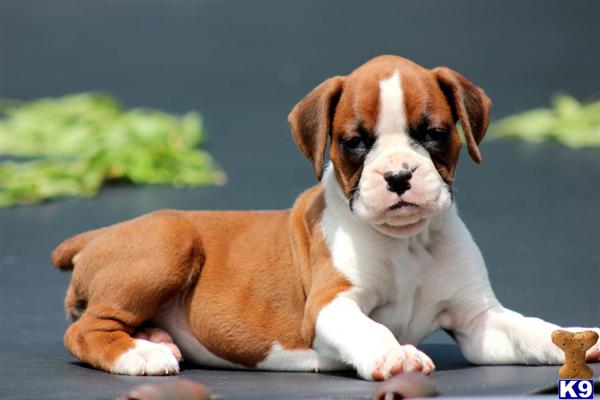 Puppies in PA