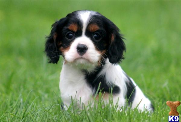 Puppies in PA