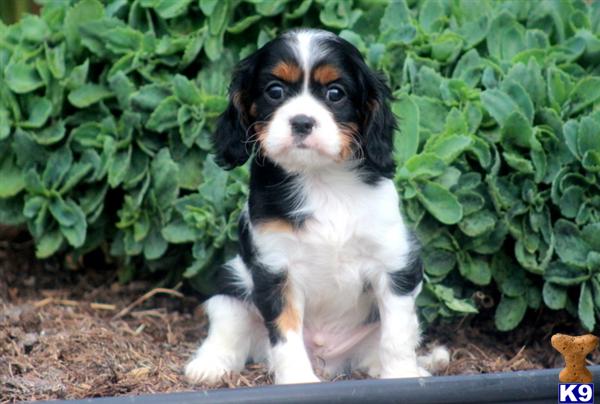 Puppies in PA