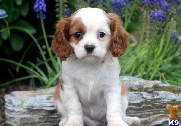 Puppies in PA