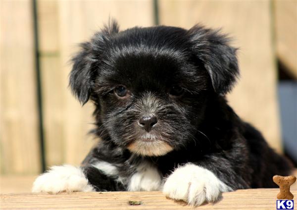 Puppies in PA