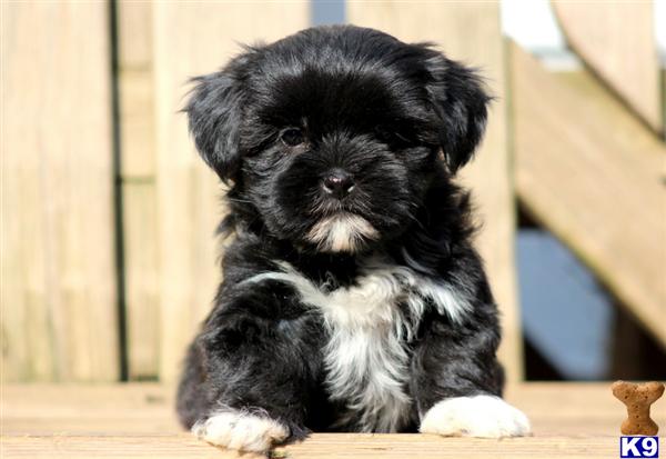 Puppies in PA