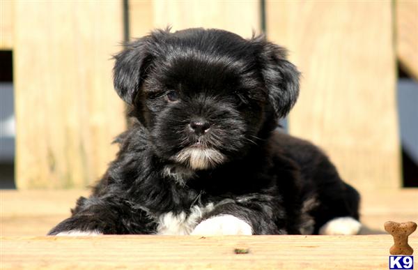 Puppies in PA