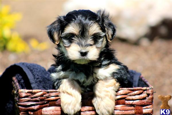 Puppies in PA
